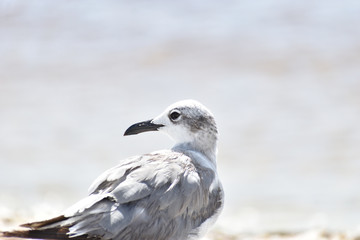 Florida Wildlife Photography
