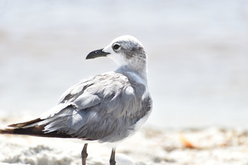 Florida Wildlife Photography