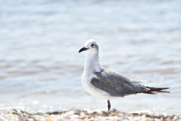 Florida Wildlife Photography