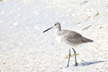 Florida Wildlife Photography