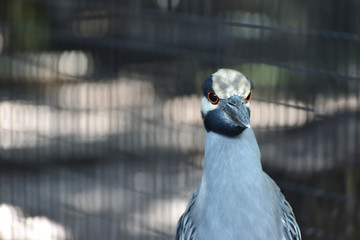Florida Wildlife Photography