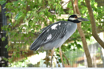 Florida Wildlife Photography