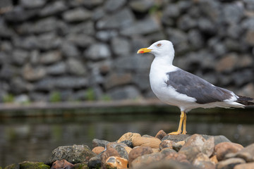 möve vor einer steinwand im seitenprofil