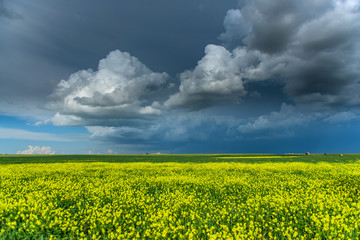 Obraz premium Beautiful canola fields in the summer