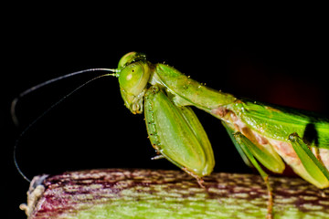 praying mantis
