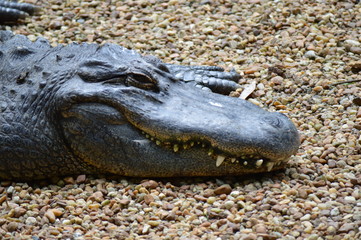 Florida Wildlife Photography Animals