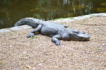 Florida Wildlife Photography Animals
