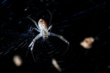 spider on web