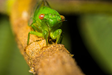 green bug on leaf