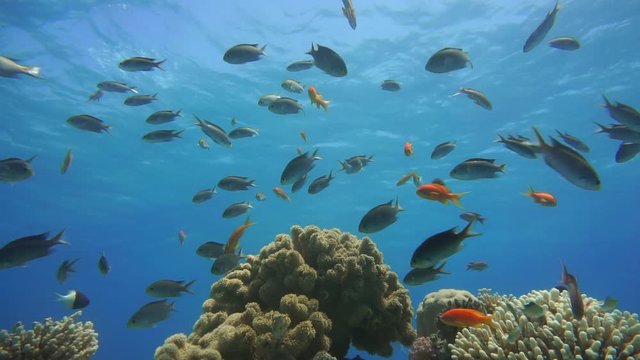Colorful Tropical Coral Reefs. Picture of a beautiful underwater colorful fishes