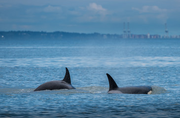 Naklejka premium Whales in Vancouver