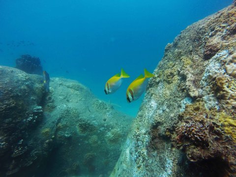 Two double barred rabbitfish, Siganus virgatus, swimming along large bolders in a coral reef