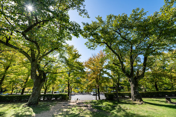 初秋の樹木公園風景