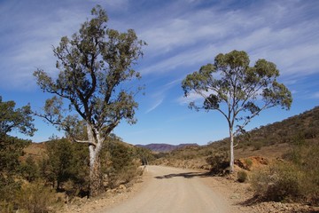 Fototapeta na wymiar Classic Flinders Ranges Landscape with a Gum Tree on each Side of a Dirt Road