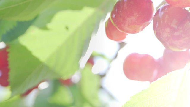 Bright closeup backlit shot of fresh organic ripe cherris on a cherry tree in a fruit field in spring or summer. Healthy food fruit concept.