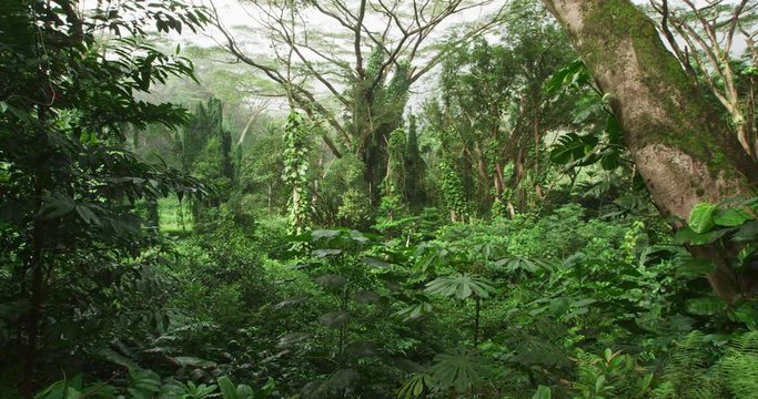 Rainforest on Oahu, Hawaii, USA. Nature landscape video of lush trees in tropical rainforest on Hawaii. RED cinema camerain SLOW MOTION.