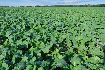 Winter rape grows in the autumn field