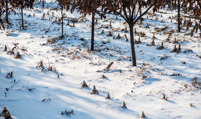 Snow in the early spring