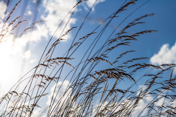 Fototapeta premium Tall Grass and Blue Sky