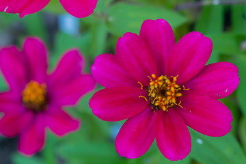 Obraz premium Closeup of bright pink zinnia flower in garden
