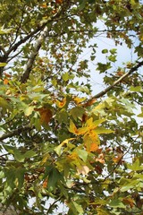 Platanus Racemosa is the taxonomical rank of a tree casually described as Western Sycamore. Native to Southern California coastal habitat, it grows in plant communities of Ballona Freshwater Marsh.