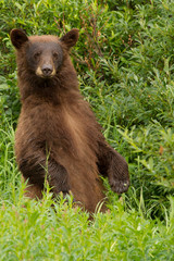 Naklejka na ściany i meble Rare Cinnamon Black Bear In North British Columbia, 