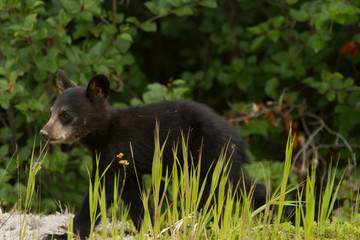 Black Bear Cub, Tetsa River ,BC