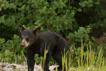 Naklejka premium Black Bear Cub, Tetsa River ,BC