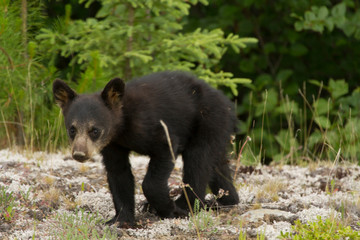 Black Bear Cub, Tetsa River ,BC © Prakash Mandalia 