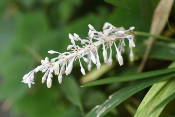 Ophiopogon jaburan grows in the shade of the coastal forest, blooms a lot of white flowers, and...