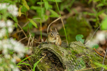 Naklejka premium astern chipmunk (Tamias striatus) on old tree branch in the forest