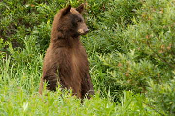 Rare Cinnamon Black Bear In North British Columbia, 