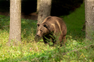 The Grizzly Bear (Ursus arctos)  is north American brown bear. Grizzly walking in natural habitat,forest and meadow at sunrise.