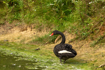 The black swan (Cygnus atratus). Species of swan from Australia.