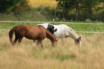 Naklejka premium Horses on pasture Beautiful horse grazing on natural meadow