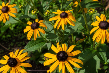 Black eyed susan flowers in garden