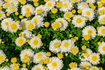 Fototapeta premium Closeup of yellow and white garden mums