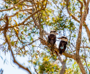 Kookaburras in a tree