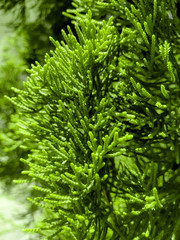 background of branches of green tree