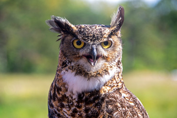  Perched Great Horned Owl
