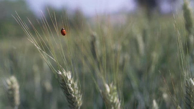 Cute red ladybug walking on a green unripe organic esr of corn in a wheat field in spring or summer. Slow motion.