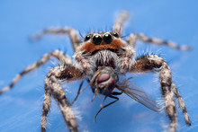 Closeup of a male Tan Jumping Spider, Platycryptus undatus, eating a fly on blue background