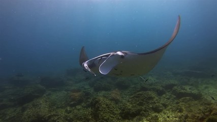 Graceful Calm Manta Ray Swimming Close Up Overhead To Big Ray In Gentle Blue Sea Water Coral Reef & Sunlit Sea Surface. Mantaray With Fins & Wings Wide Open. Large Pelagic Filter Feeder Marine Life