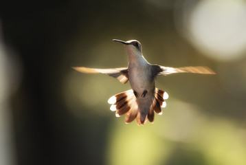 Hummingbird hovering in morning light, back lit by sun