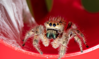 Beautiful adult female Phidippus clarus jumping spider next to her silken nest with her babies sheltered in it, on top of a red rain gauge