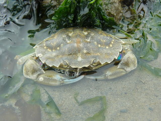 A crab sticking out of the water, with its eyes and pantser clearly visible, hinding between sea weeds