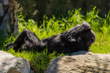 Chimpanzee sunbathing