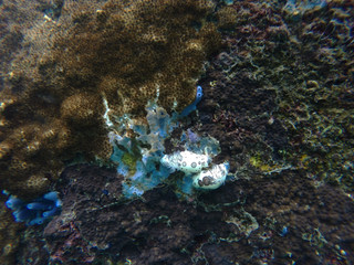 Two black spotted white nudibranch, jorunna funebris eating a blue sponges in a coral reef