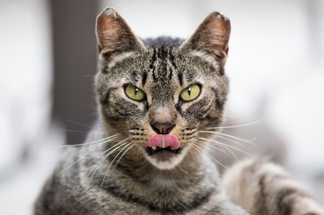 Close up of a male tabby cat looking back at the camera and sticking out its tongue, against a bokeh background