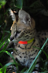Pet Serval cat (Leptailurus Serval)